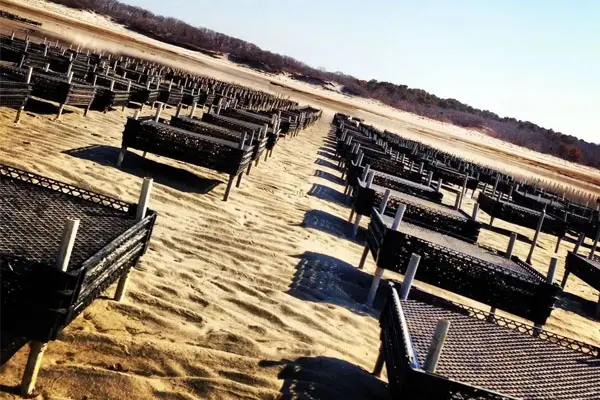 A beach with many wooden benches lined up in the sand.