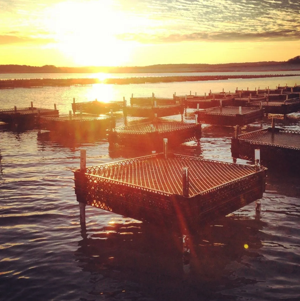 Big Rock Oyster Company photo