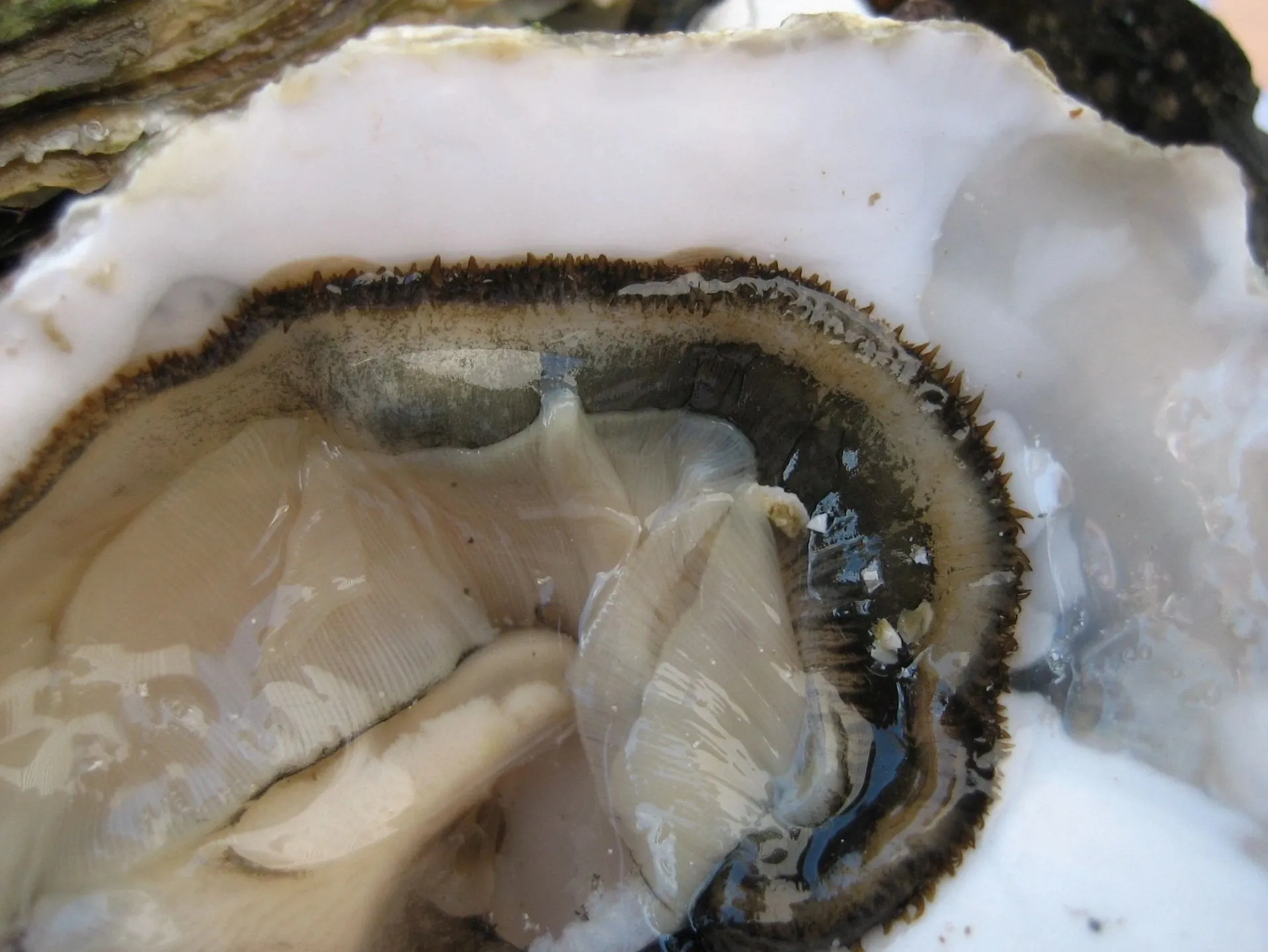 A close up of an open oyster shell