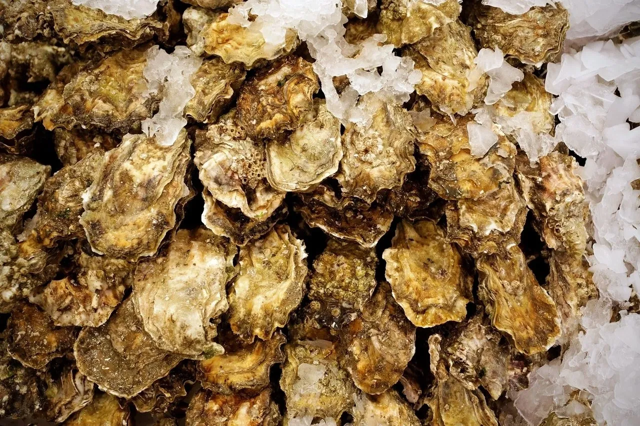 A pile of oysters covered in white sauce.